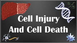 Cell Injury and Cell Death Causes mechanism and different types of cell injury  part I [upl. by Ecnal463]