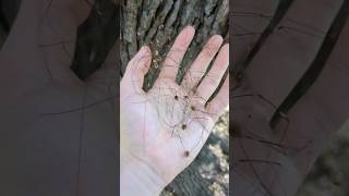 Spotting a Group of Harvestmen or Daddy Long Legs [upl. by Tildy]