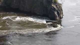 Reversing Falls St John NB Bay of Fundy [upl. by Angelis]