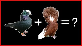 Jacobin X Mookee  Cross Breeding Pigeons [upl. by Spoor]