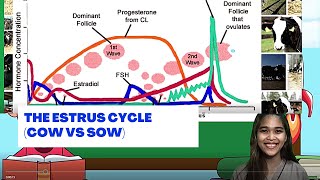 VET ENDO  The Estrus Cycle Cow vs Sow  Student Output [upl. by Ggerc]