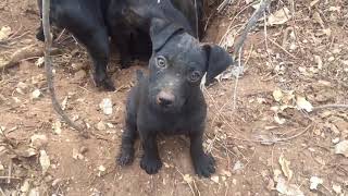 Patterdale TerriersGrimour 10 week old Patterdale hunting for first time [upl. by Nodlehs]