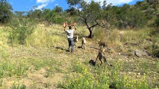 Andrew Feeding a Cheetah  Amani Lodge Namibia [upl. by Pirali859]