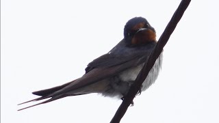 ツバメさんHirundo rustica [upl. by Noslen968]