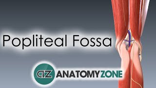 Popliteal Fossa [upl. by Nichole]