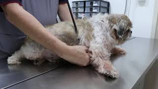 A 10yearold male Shih Tzu keeps coughing at night Pt 12 [upl. by Meehar]