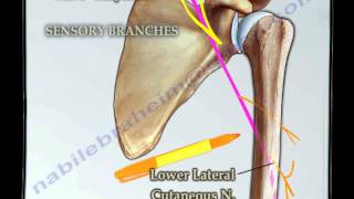 Course Of The Radial Nerve Simplified  Everything You Need To Know  Dr Nabil Ebraheim [upl. by Dylana719]