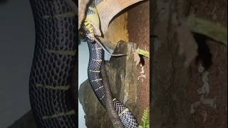 Mangrove Snake Swallowing its Meal ⚠️ [upl. by Zoltai]