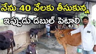 అప్పుడు 40 వేలు cows dairy farm In telugu MalleshAdla [upl. by Anidan]