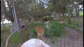 LION EATS TURKEY  Coordinating at Big Cat Rescue Ep 2 [upl. by Airbmac]