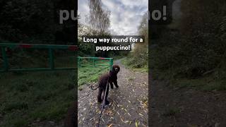 Wee bit of canicross to find a puppuccino canicross irishwaterspaniel puppy iws uddingston [upl. by Cogan]