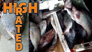 Post Guard Fish in Fishery Market  Ibrahim Hyderi [upl. by Aurelius]