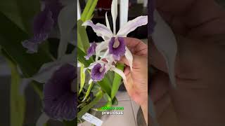 Orquídeas CATTLEYA purpurata [upl. by Annabell]