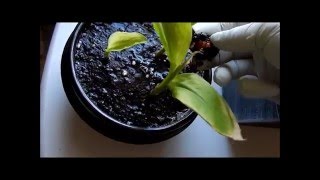 How to grow Curcuma Longa Plants from their rhizomes 2 Days 65128 [upl. by Eadith]