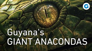 A Deadly Encounter in the Wild Guyanas Giant Anacondas  Wildlife Documentary [upl. by Sinnel]