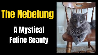 The Nebelung A Mystical Feline Beauty [upl. by Atirabrab]