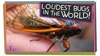 Cicadas The Loudest Bugs in the World  Biology for Kids  SciShow Kids [upl. by Nyladnar]