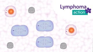 Lymphoma Action How does chemotherapy work [upl. by Perce]