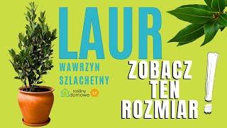 Laur wawrzyn szlachetny [upl. by Roon993]