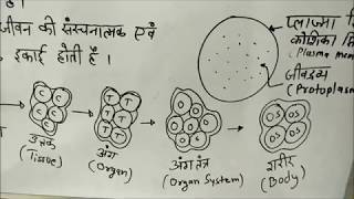 Cell Biology Lecture 1Hindi [upl. by Eiznikam84]