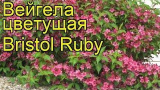 Вейгела цветущая Бристол Руби Краткий обзор описание характеристик weigela florida Bristol Ruby [upl. by Stclair485]