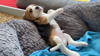 Should i Get a Beagle Puppy Cute Beagle Puppies Compilation [upl. by Nolahc]