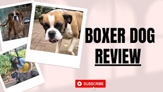 giftingbyliz Ultimate BOXER DOG Review All you NEED to KNOW [upl. by Zischke695]