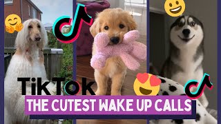 Hi Hi Good Morning Best TikTok Compilation of Pets  Cute Dogs amp Cats In The Morning [upl. by Liebman250]