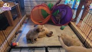 Golden Retriever puppies playing in tunnel [upl. by Monarski]