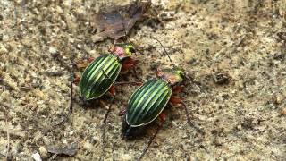 Carabus auronitens [upl. by Rosy908]