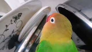 Beautiful talking Brazilian parrot Badobia [upl. by Sheelah376]