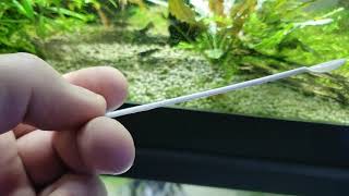 Planeria in shrimp tank How I use Panacur C Dosing amounts [upl. by Coralyn]