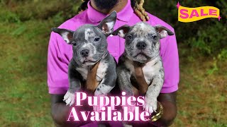 VLone Tri Merle Pups Available For 1k quotWeekend Specialquot [upl. by Trebleda]