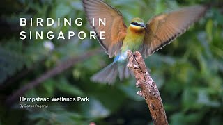 Birding in Singapore Hampstead Wetlands Park 4K HDRI Dolby Vision [upl. by Eugatnom]