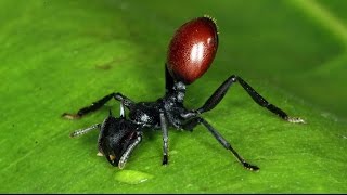 Cephalotes atratus contaminada por Myrmeconema neotropicum [upl. by Stets]