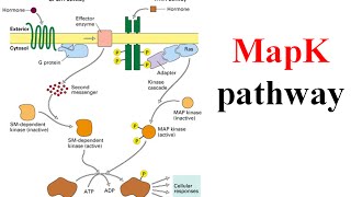 Ras raf mek erk signaling pathway map kinase pathway [upl. by Norry900]