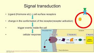 Cell Membrane amp Its Proteins Signal Transduction Receptor amp Messenger  Lecture 13c [upl. by Hofstetter]