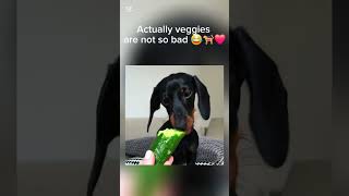 Actually veggies are not so bad 😂🐕‍🦺❤️ dutchshun funnydogs dogslife dogslover dogstyle [upl. by Aihseken]