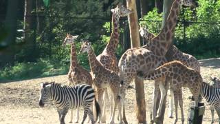 Burgers Zoo  Dierentuin Burgers Zoo [upl. by Reace]