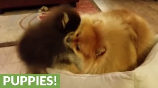 Pomeranian and puppy have epic battle for bed dominance [upl. by Eizzo]