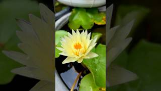 Yellow Suwanna  Water Lily  Flower🪷 waterlilly waterflower waterlilies garden viral flower [upl. by Anaz]