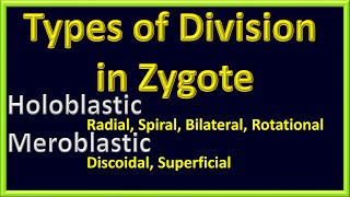 Types of Ćleavage In Zygote  Holoblastic Vs Meroblastic  Radial  Spiral  SuperficialRotational [upl. by Nitza]