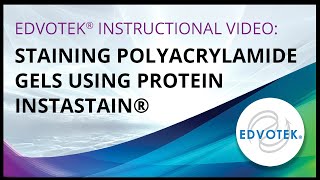 Staining Polyacrylamide Gels using Protein Instastain [upl. by Paolina]