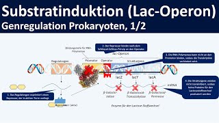 Lac Operon  LactoseOperon Modell  Genregulation durch Substratinduktion 12 [upl. by Laurance]