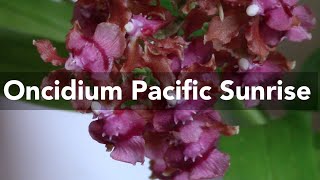 Orchid Spotlight  Oncidium Pacific Sunrise quotHakalauquot [upl. by Luht]