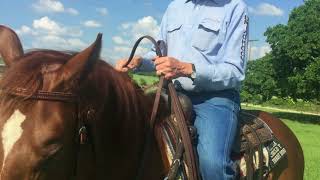 Holding Snaffle Bit Reins Correctly with Dennis Moreland Tack [upl. by Celinda]