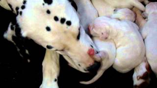 Cachorros de dálmata con un mes de vida Madre Gilda [upl. by Eek]