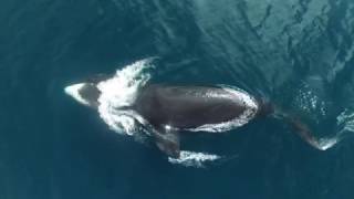 Bowhead Whale Research Drone Video 2016 [upl. by Errick]