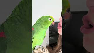 Mirtillo è un pappagallo che si impegna tanto 😄 mirtillo mirtilloparrot pappagalloparlante [upl. by Eardnaed]