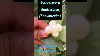 Fruits German nameSchneebeerenKnallerbsen [upl. by Nisaj]